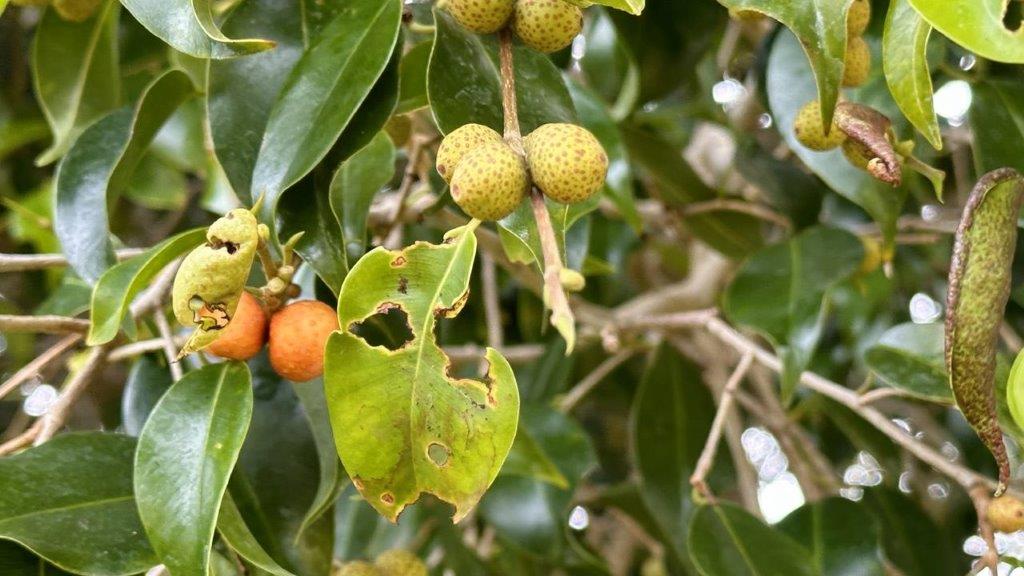 A close-up of a tree with fruits

Description automatically generated