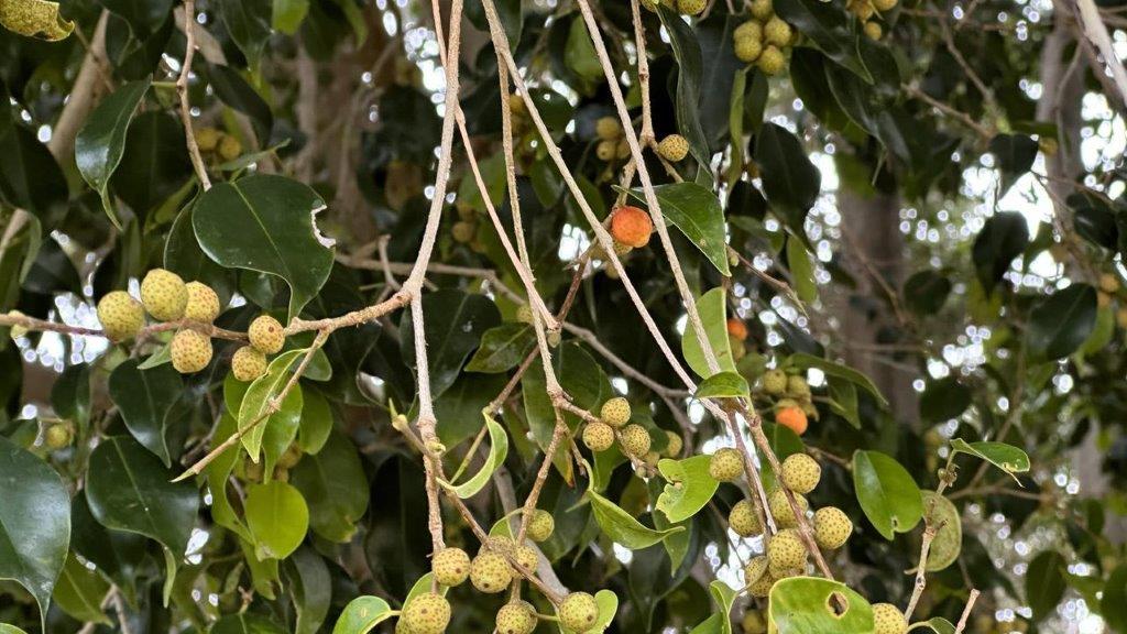 A close-up of a tree with green leaves and fruits

Description automatically generated