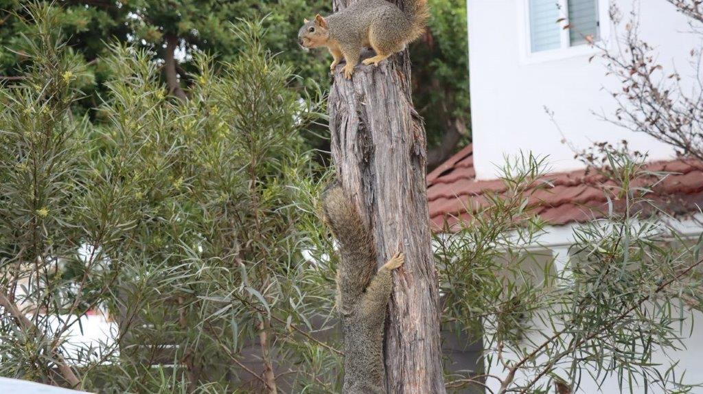 A group of squirrels climbing on a tree

Description automatically generated