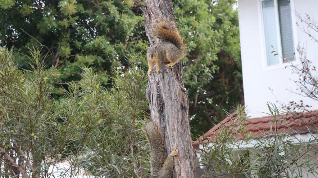 A squirrel climbing a tree

Description automatically generated