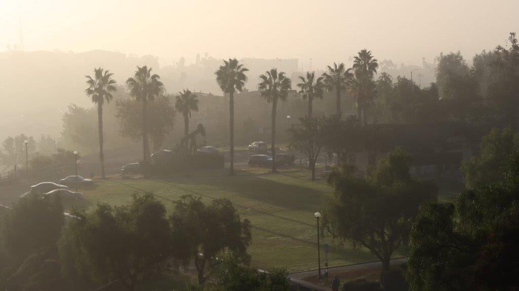 A view of a park with palm trees

Description automatically generated