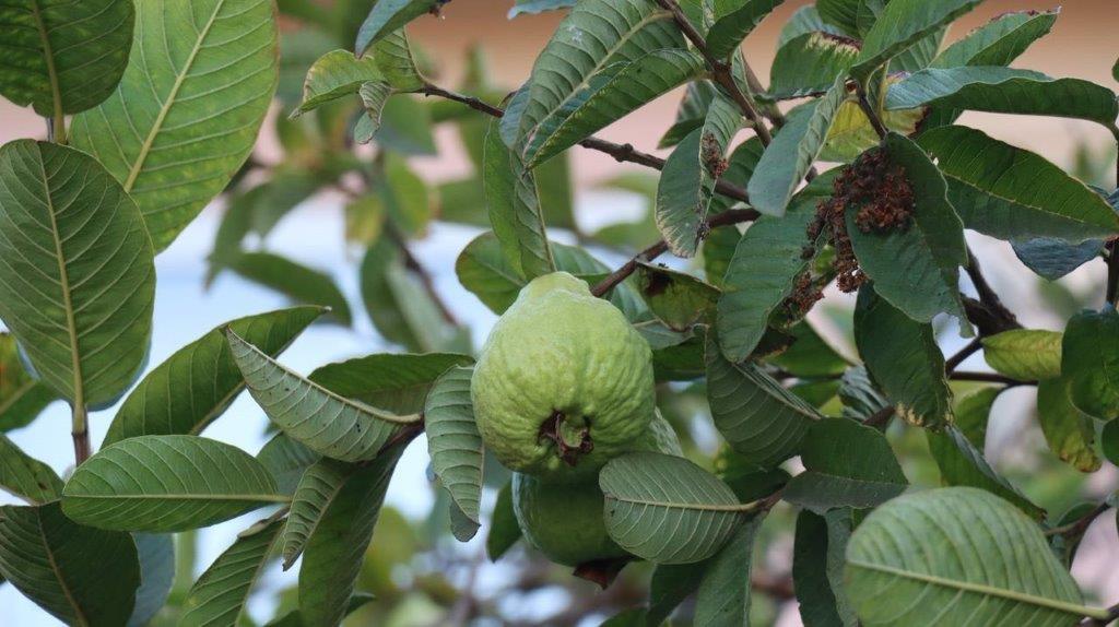 A close-up of a fruit on a tree

Description automatically generated