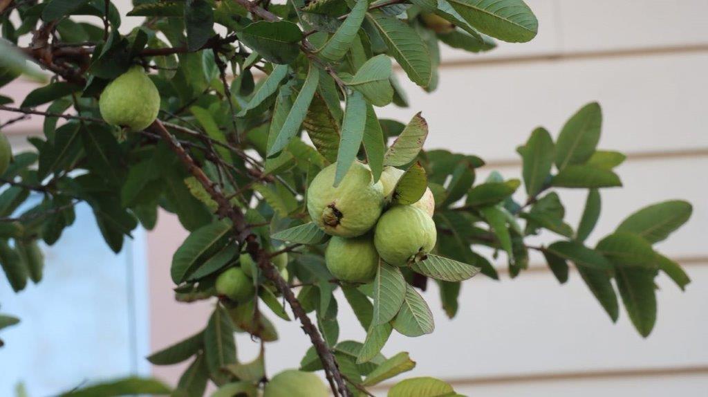 A close up of a tree with green fruits

Description automatically generated