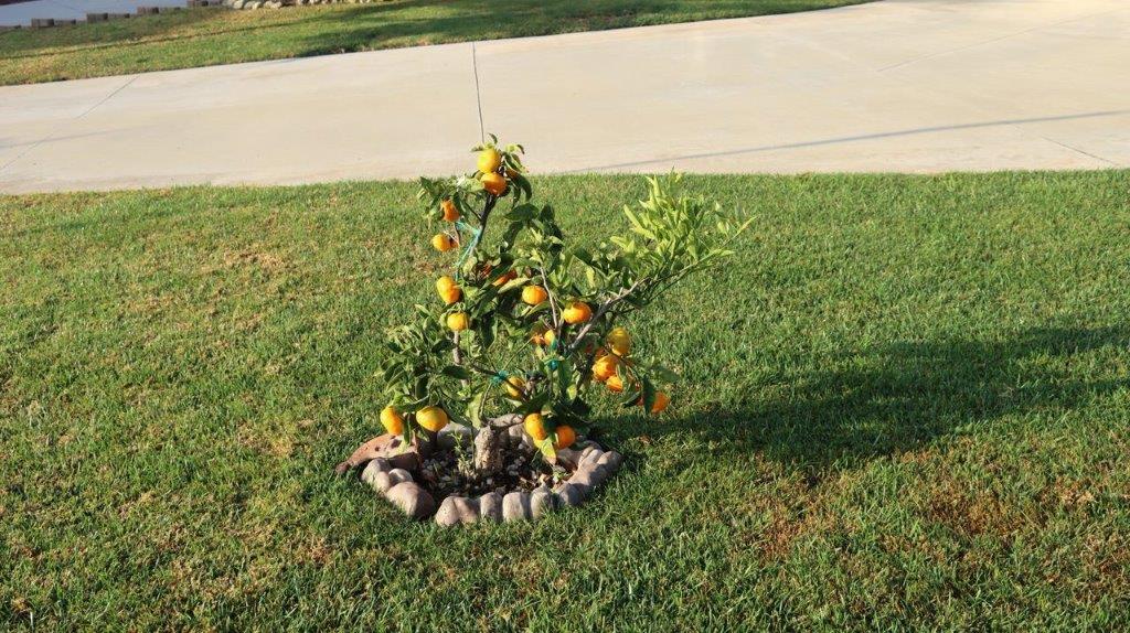 A small orange tree in a grassy area

Description automatically generated