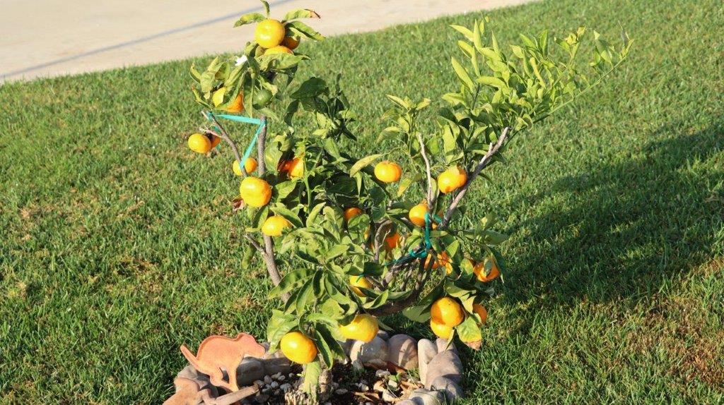 A lemon tree with fruit growing on it

Description automatically generated