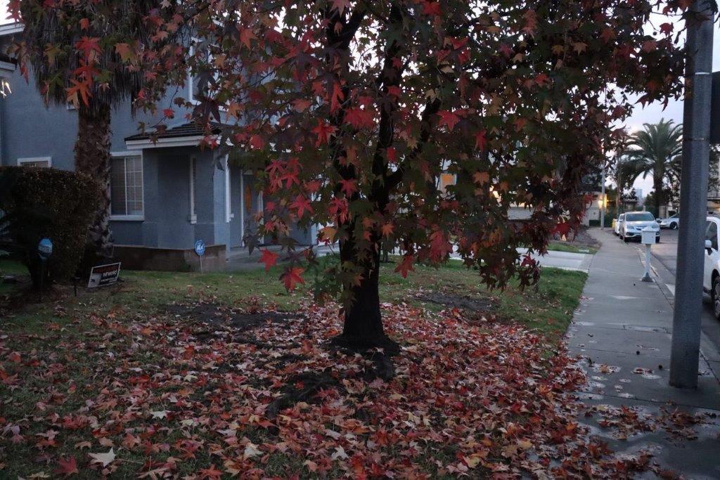A tree with red leaves on it

Description automatically generated