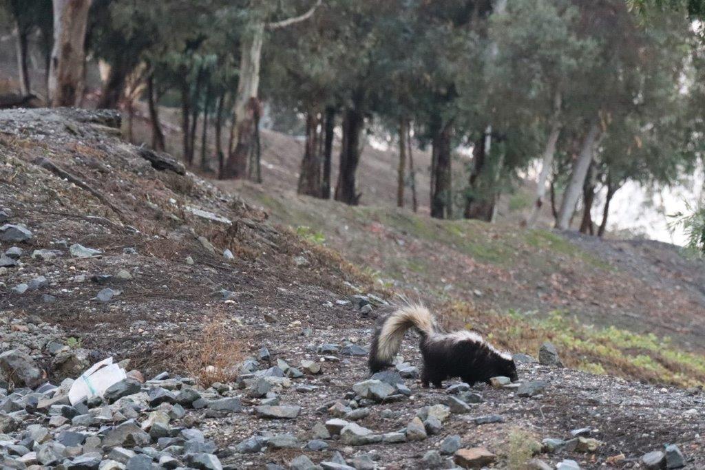 A skunk on a rocky hill

Description automatically generated