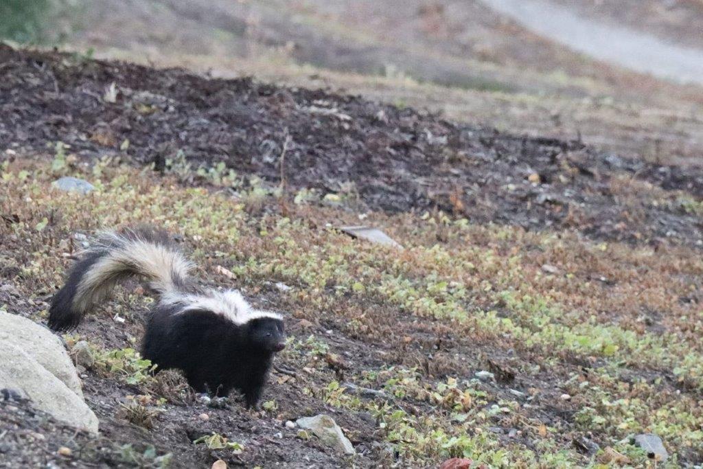 A skunk in the dirt

Description automatically generated