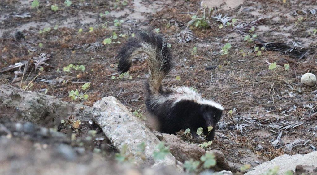 A skunk with a fluffy tail

Description automatically generated
