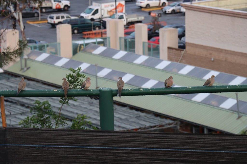 Birds sitting on a green rail

Description automatically generated