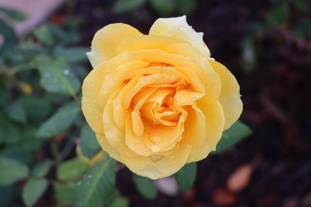 A yellow rose with water drops on it

Description automatically generated