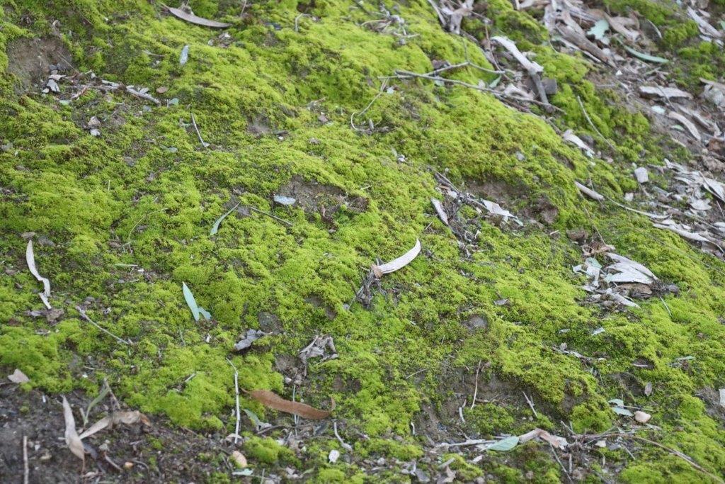 A close-up of a green mossy ground

Description automatically generated