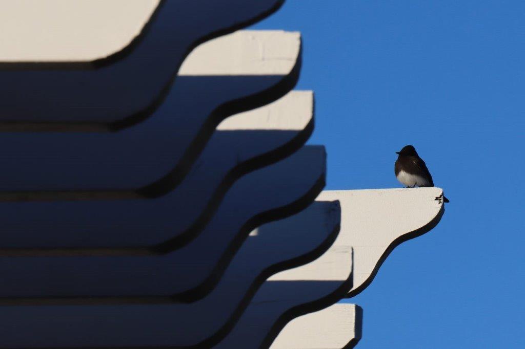 A bird on a white roof

Description automatically generated