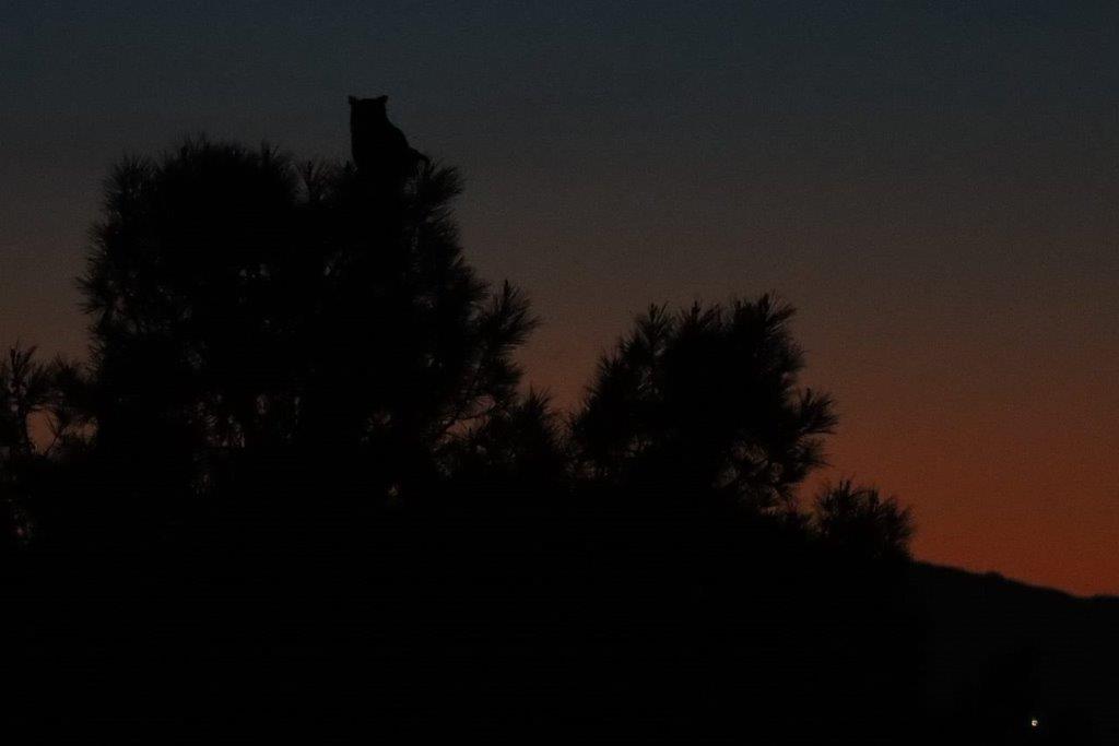 A silhouette of a cat on a tree

Description automatically generated