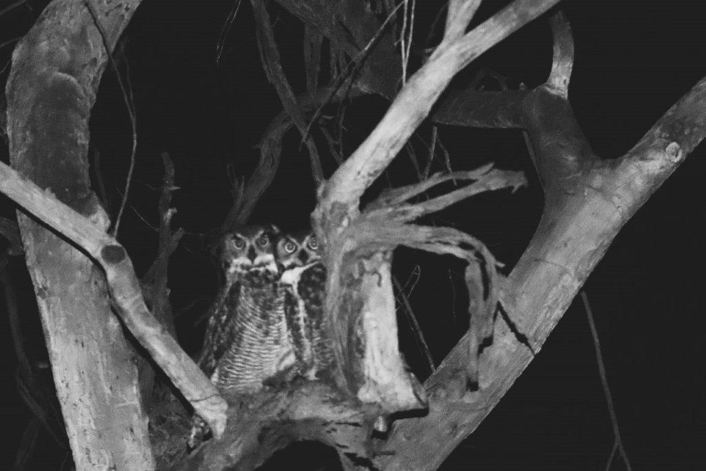 A couple of owls in a tree

Description automatically generated