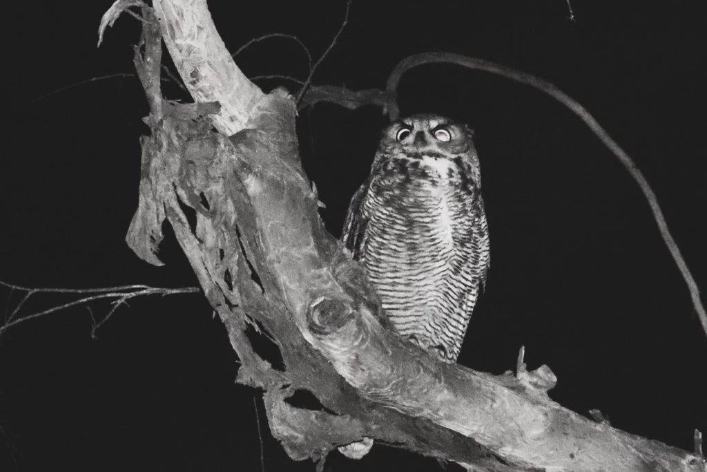 An owl on a tree branch

Description automatically generated