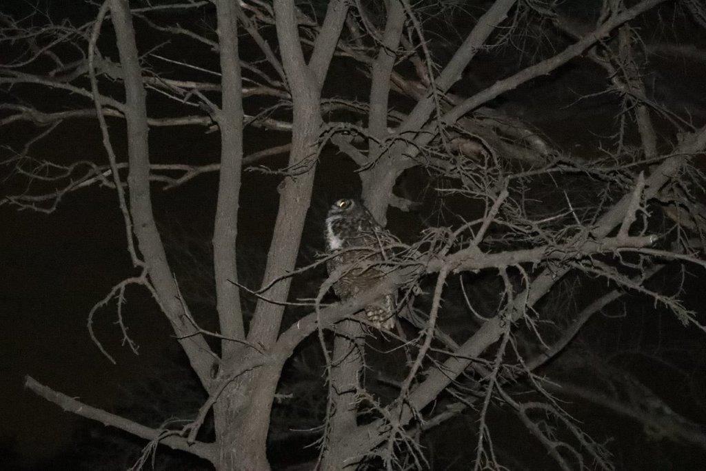 A owl in a tree at night

Description automatically generated