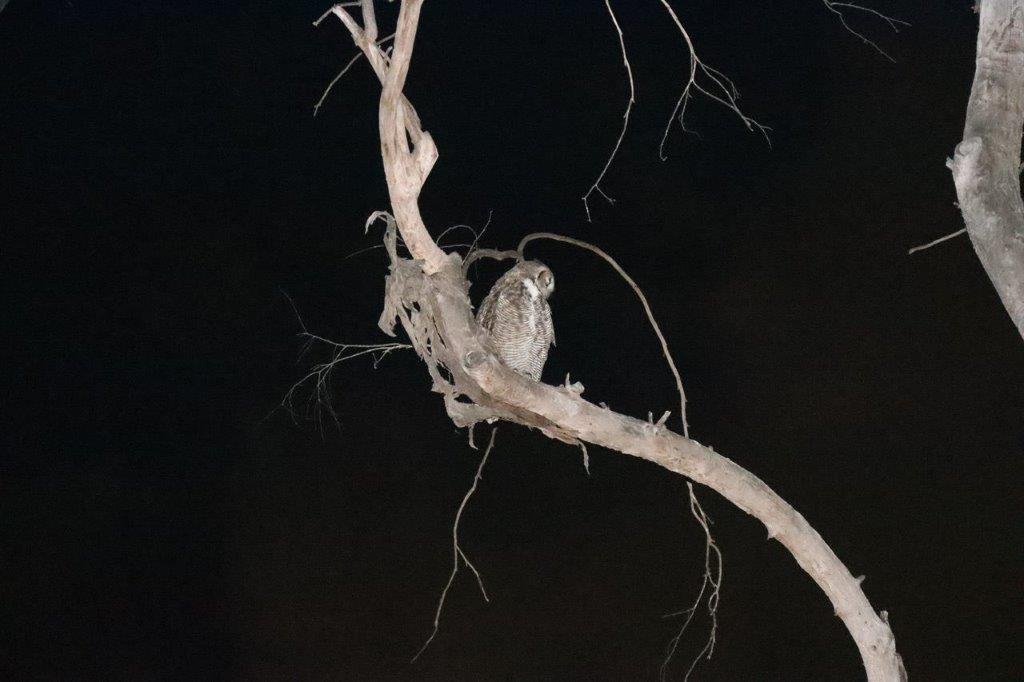 A owl on a branch

Description automatically generated