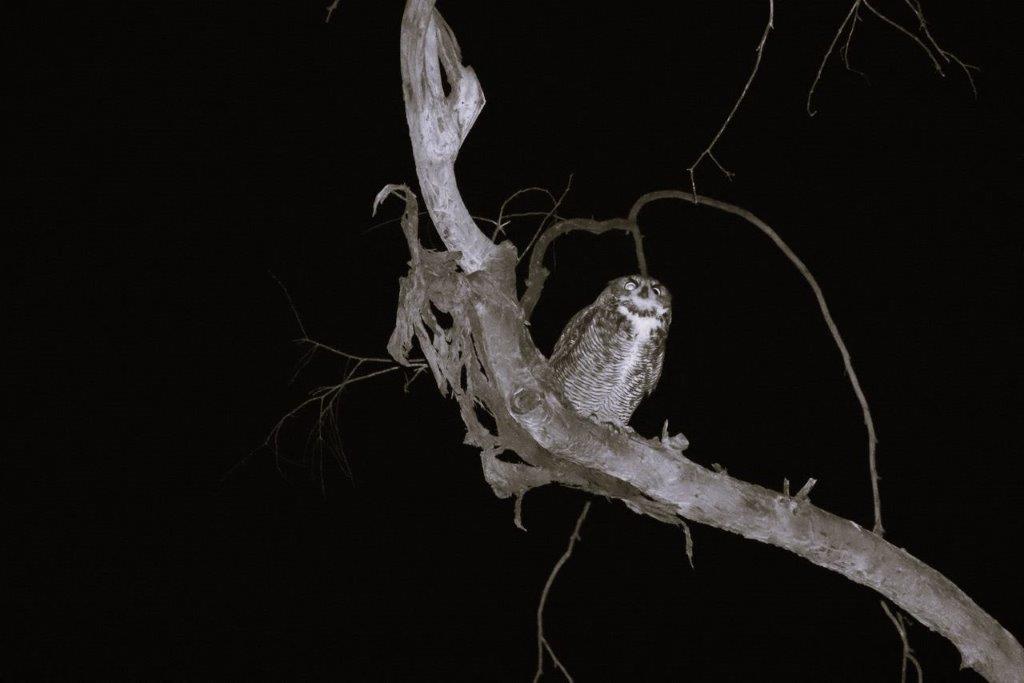 A owl on a tree branch

Description automatically generated