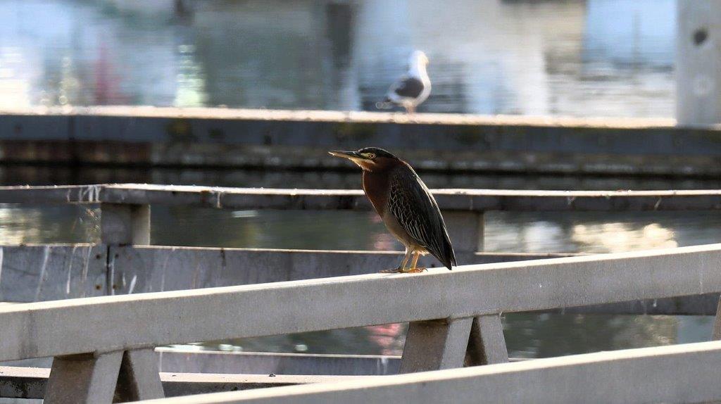 A bird standing on a railing

Description automatically generated