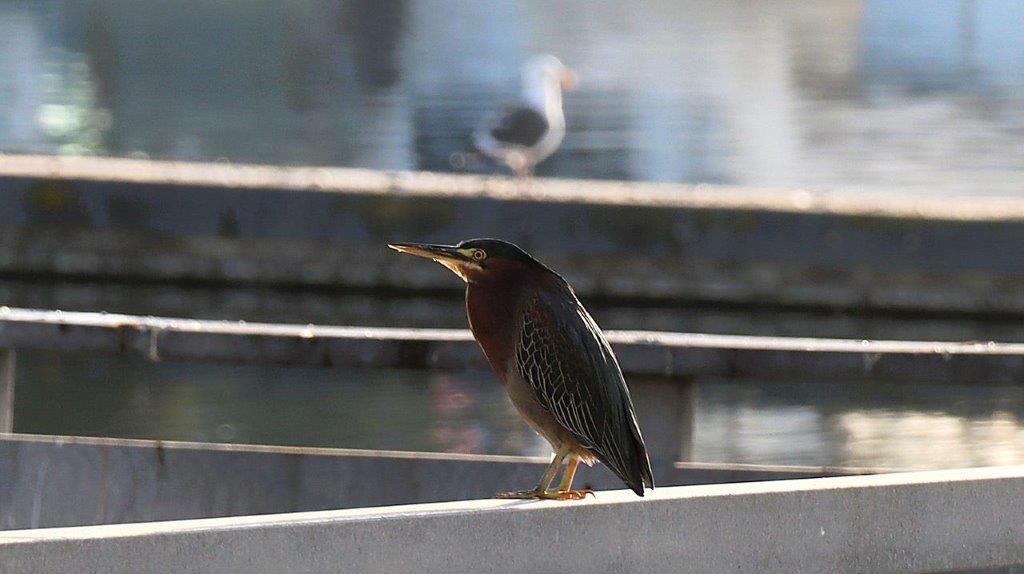 A bird standing on a railing

Description automatically generated