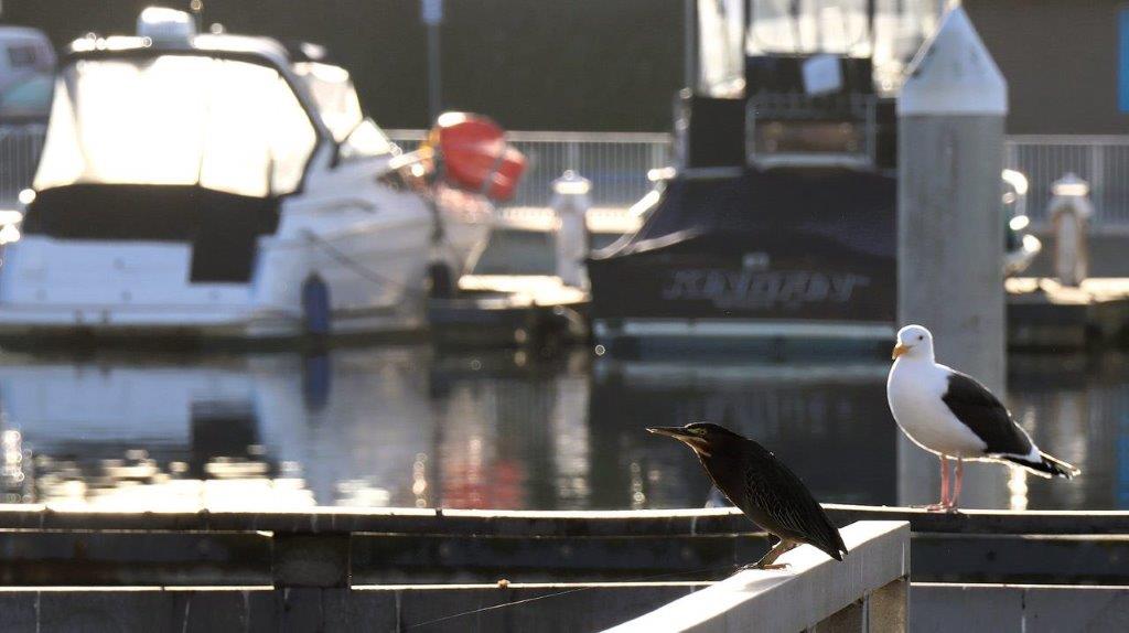 A bird perched on a railing

Description automatically generated