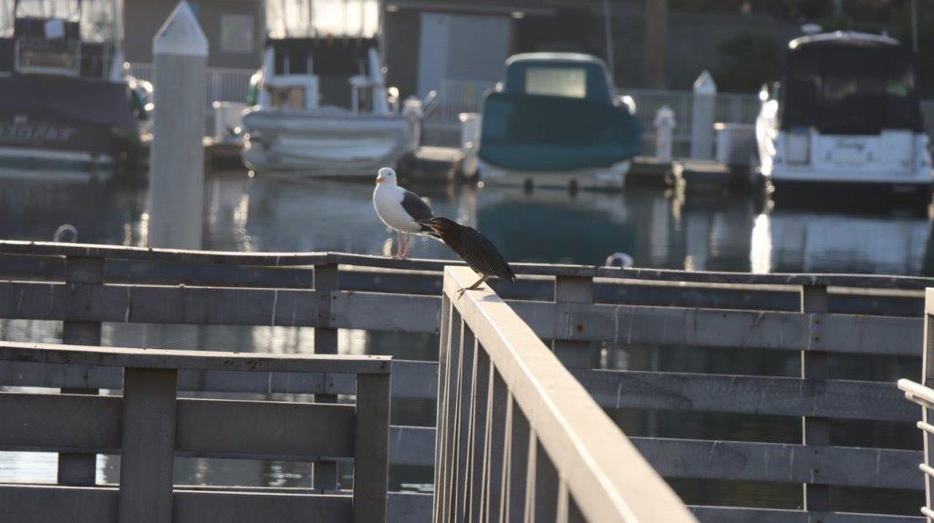 A bird on a railing

Description automatically generated