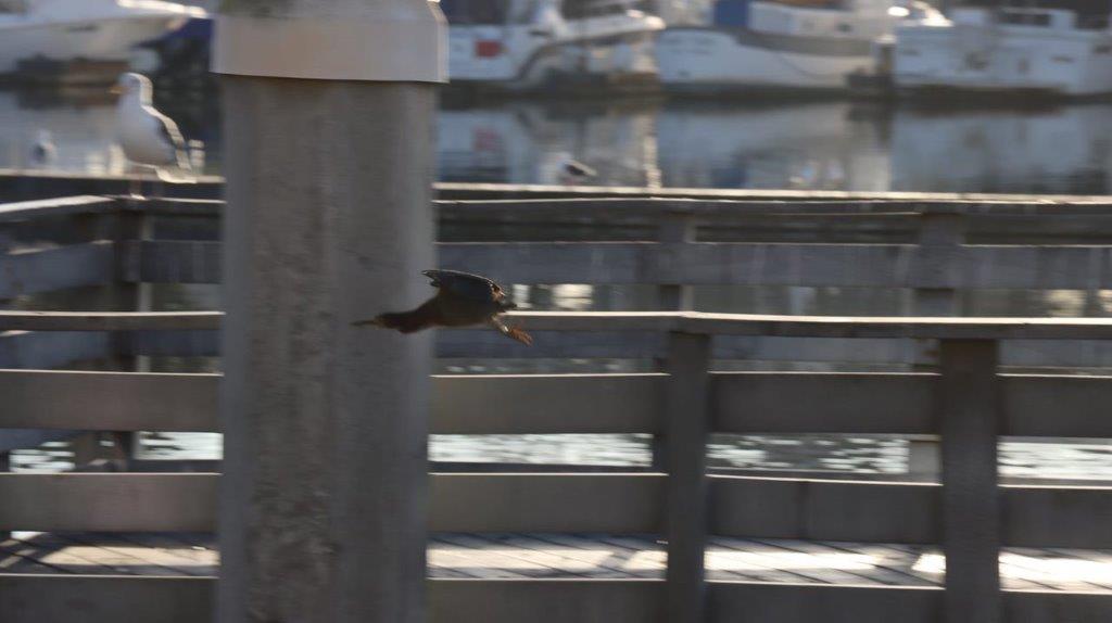 A bird flying over a railing

Description automatically generated