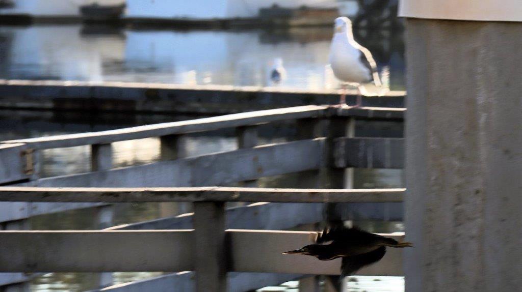 A bird standing on a railing

Description automatically generated