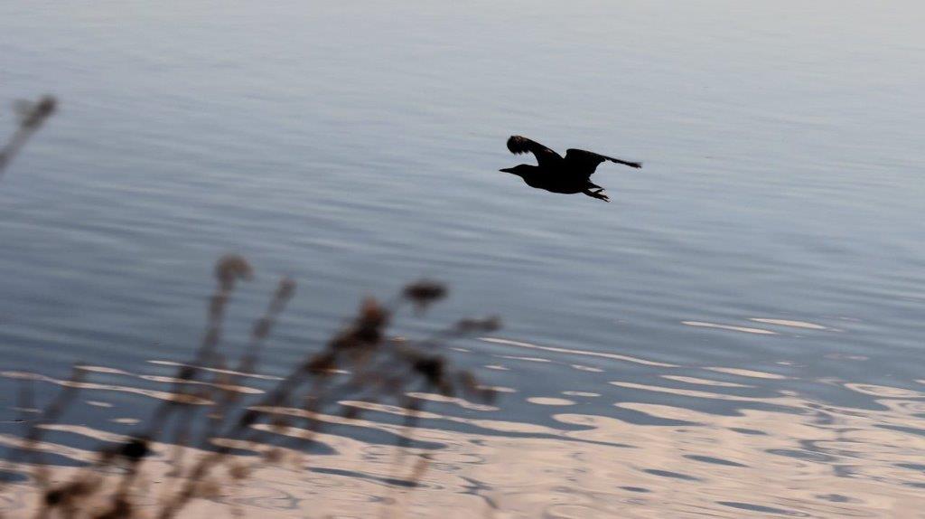 A bird flying over water

Description automatically generated