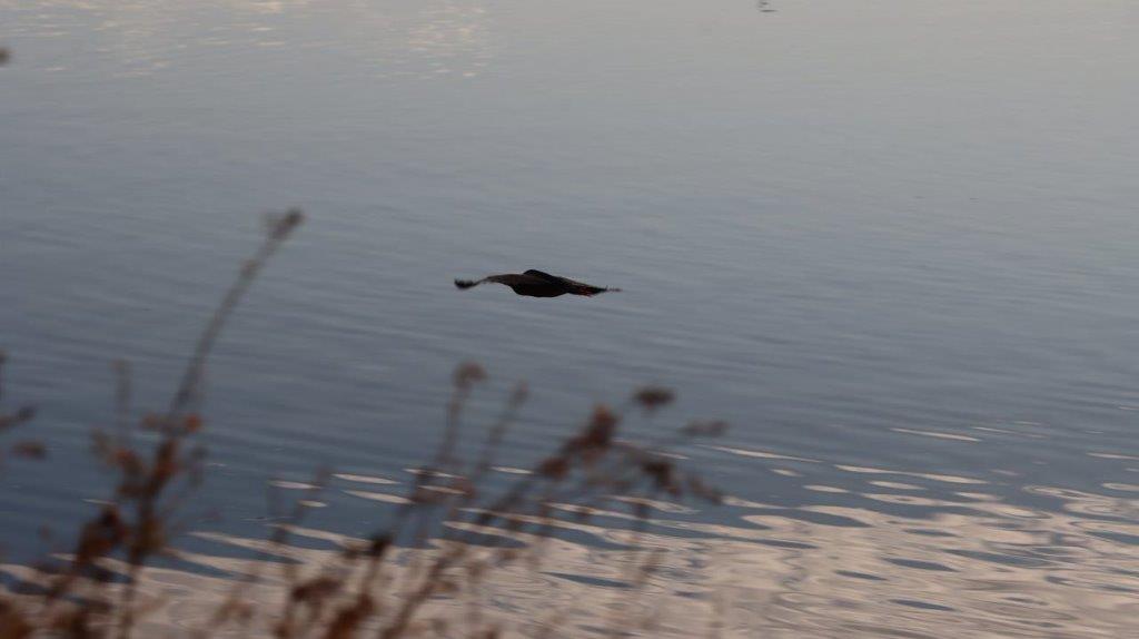 A bird flying over water

Description automatically generated