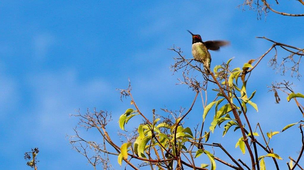 A bird perched on a branch

Description automatically generated