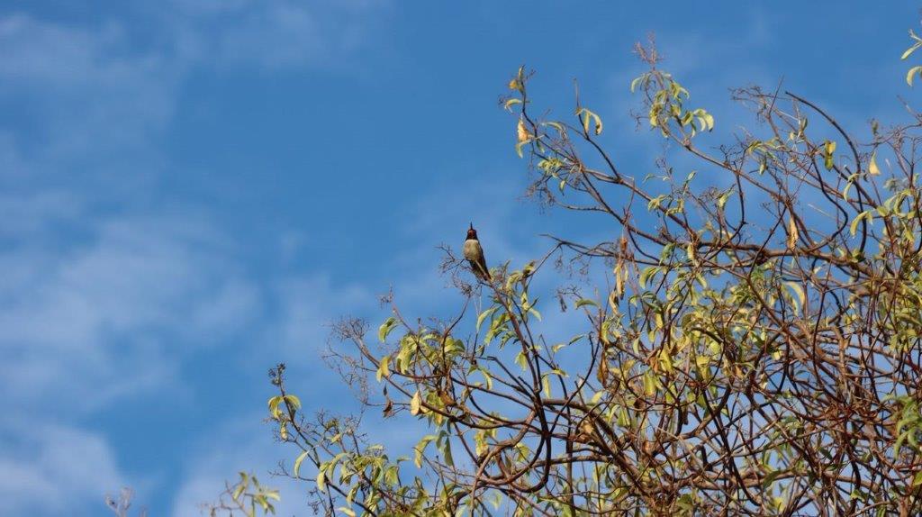 A bird perched on a tree branch

Description automatically generated