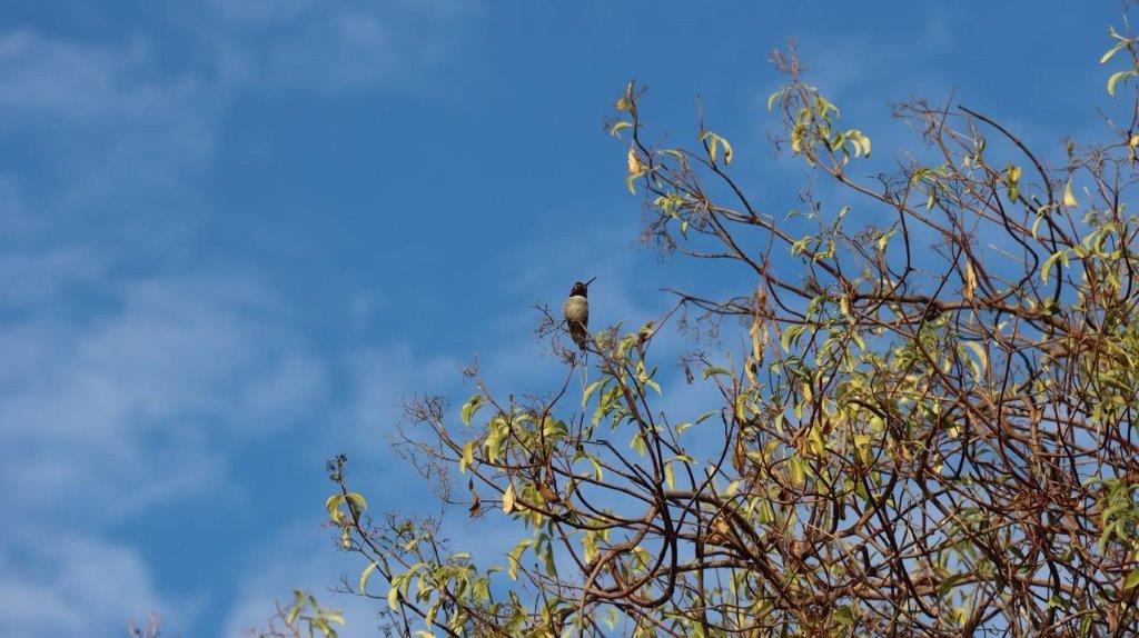 A bird sitting on a tree branch

Description automatically generated