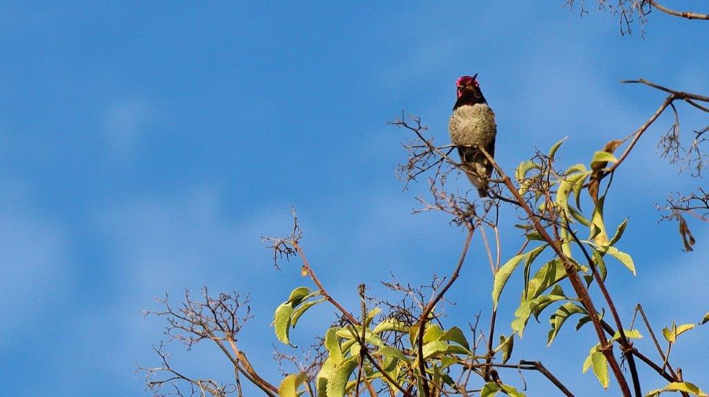 A bird perched on a branch

Description automatically generated