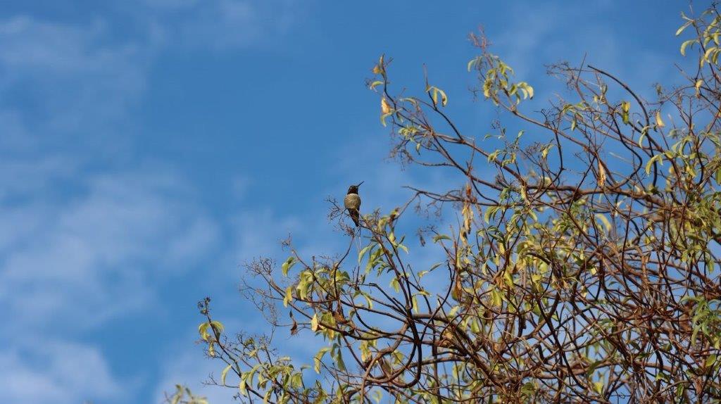 A bird sitting on a tree branch

Description automatically generated