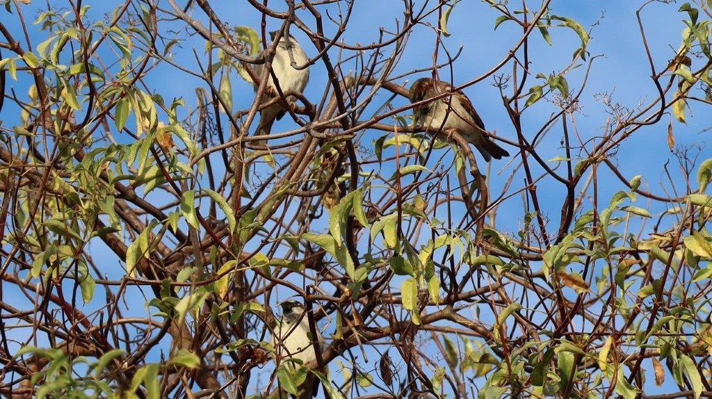 A group of birds on a tree

Description automatically generated