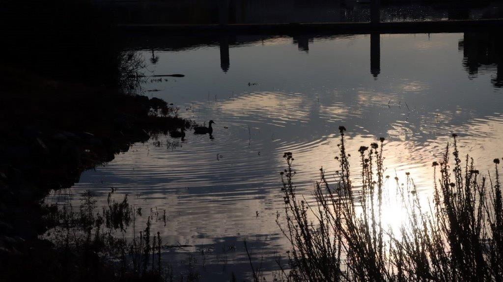 A duck swimming in a lake

Description automatically generated