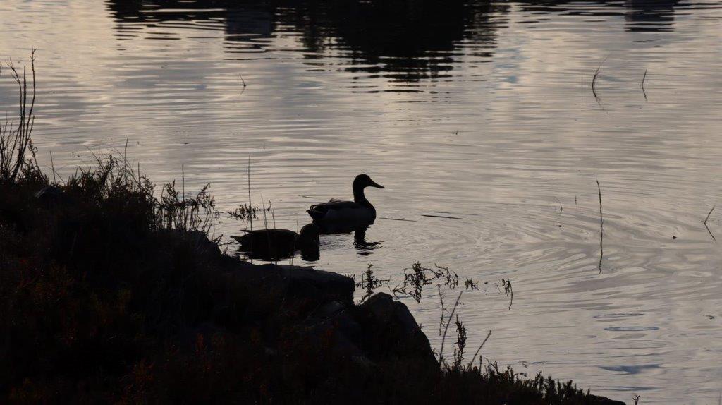 A duck swimming in the water

Description automatically generated