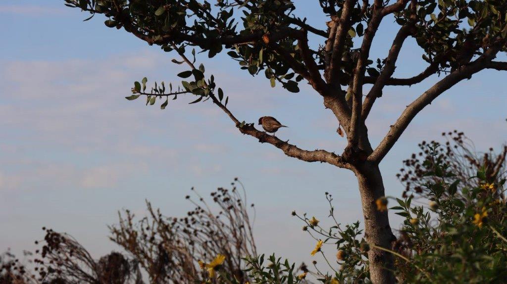 A bird perched on a tree branch

Description automatically generated