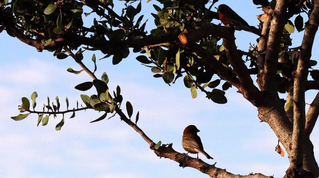 Birds on a tree branch

Description automatically generated