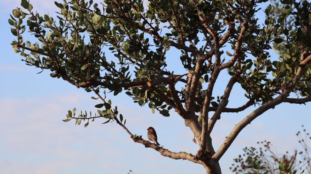 A bird on a tree branch

Description automatically generated