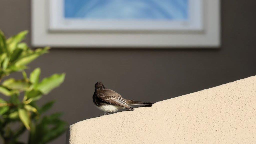 A bird sitting on a wall

Description automatically generated