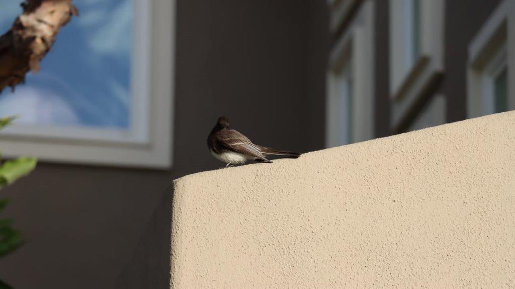 A bird sitting on a wall

Description automatically generated