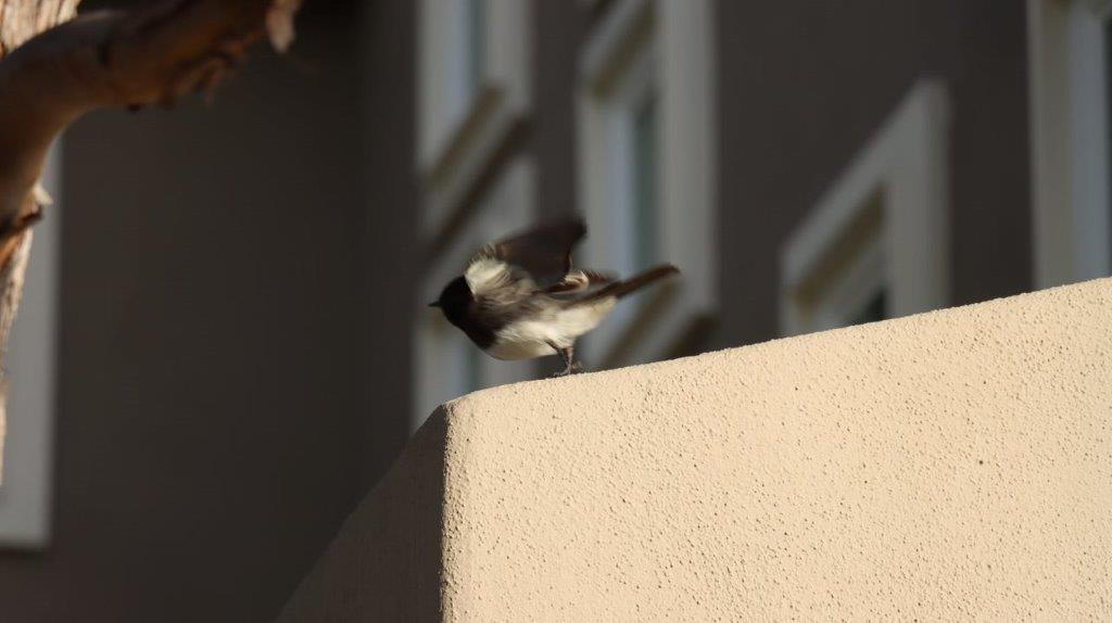 A bird standing on a ledge

Description automatically generated