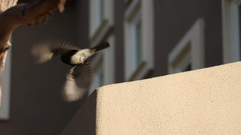 A bird flying over a building

Description automatically generated