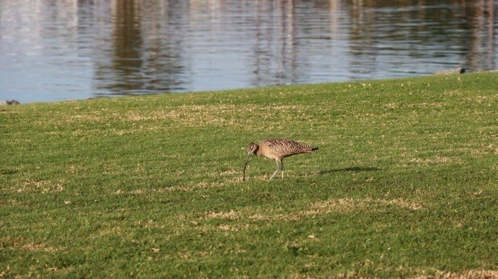 A bird standing on grass by water

Description automatically generated