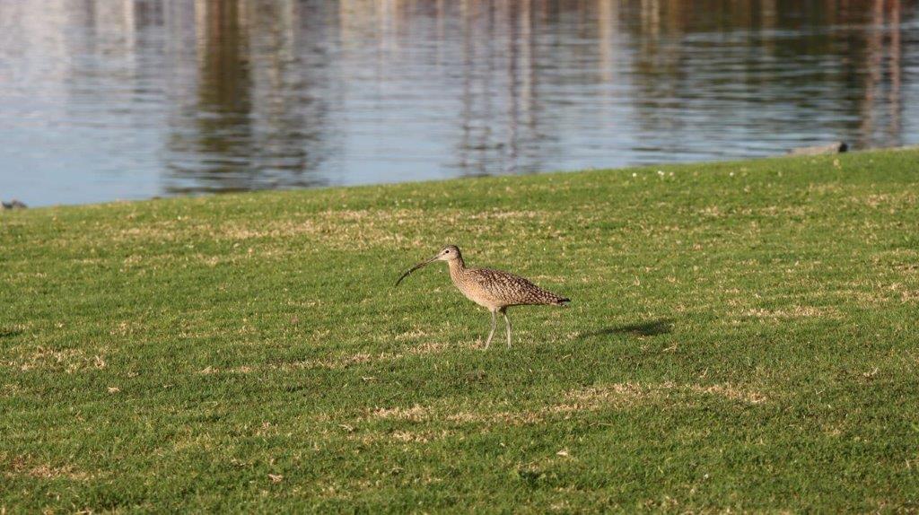 A bird standing on grass by water

Description automatically generated