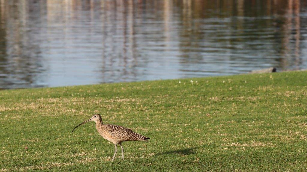 A bird standing on grass by water

Description automatically generated