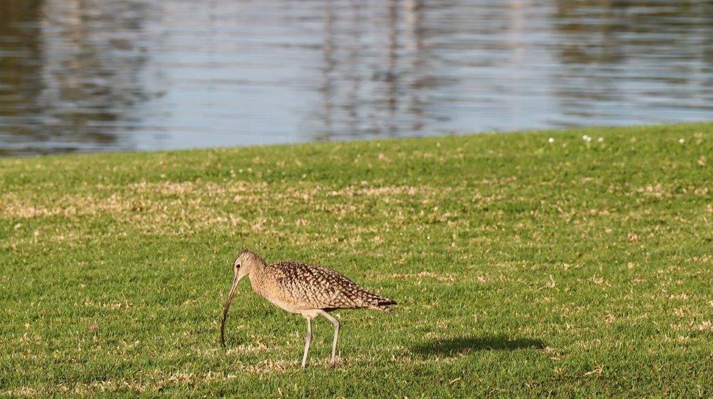 A bird standing on grass by water

Description automatically generated